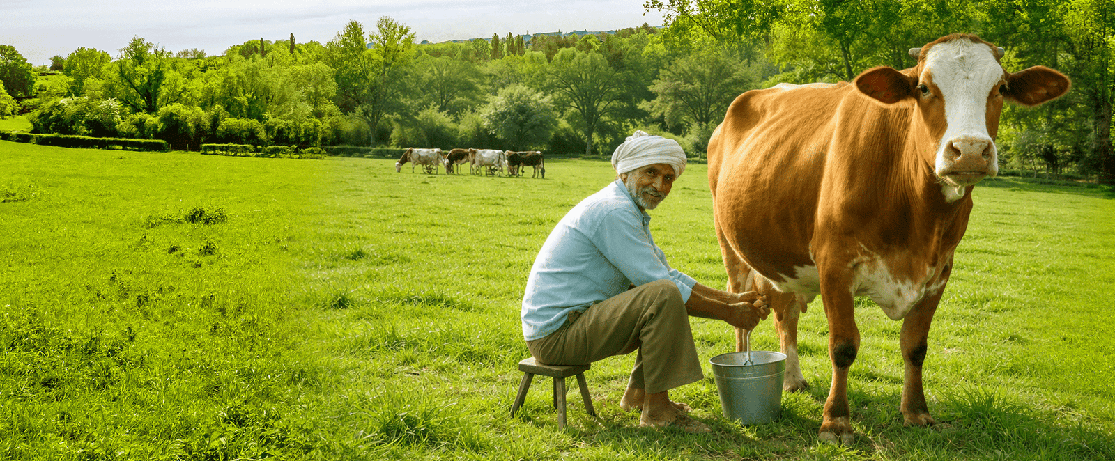 Managing Energy Deficiency in Dairy Animals with EnergBoost Powder